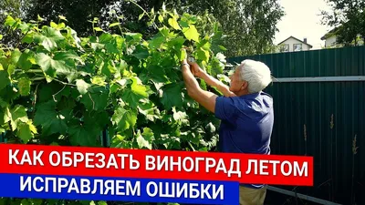 🍇 Pruning grapes in spring. We form a fruit link. - YouTube