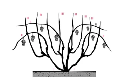 Уход за виноградом весной: все, что нужно знать и сделать — Украина