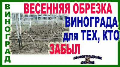 Обрезка винограда весной: когда, как и чем обрезать побеги