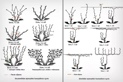 Обрезка винограда для начинающих: подробная инструкция