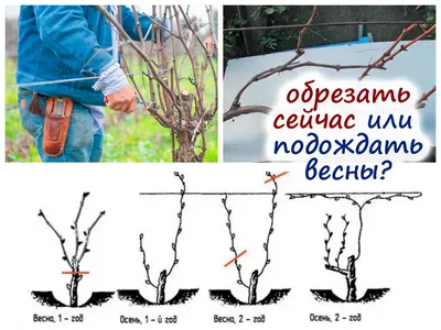 Обрезка винограда: пошаговое описание, схема, видео | Компания «Большая  земля»