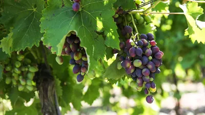 Для чего и как выполняется правильная обрезка винограда