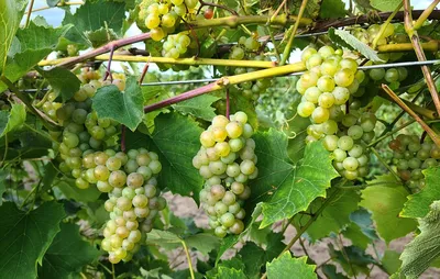 Особенности обрезки винограда Изабелла осенью