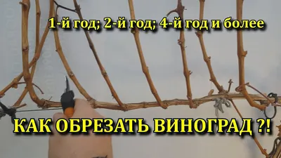 Обрезка винограда летом для начинающих: как правильно обрезать грушу в  июне, июле, августе, советы для начинающих садоводов, пошаговая инструкция  в картинках со схемами