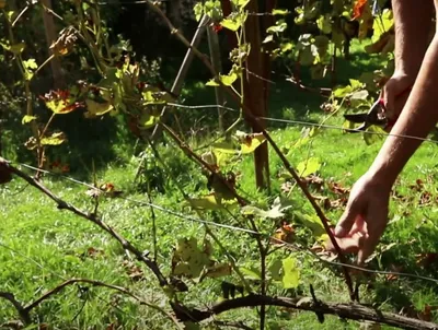Сроки обрезки винограда весной 2023 по лунному календарю в разных регионах  России | Антонов сад - дача и огород | Дзен