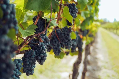 Когда обрезать виноград весной 2023: сроки обрезки и советы, как правильно  сделать