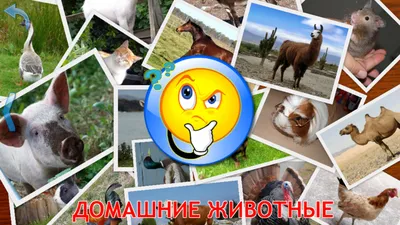 Домашние животные и их детеныши! Развивающие мультики для детей! - YouTube