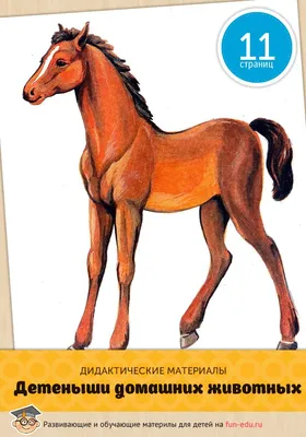 Книга Домашние Животные, набор из 4 Обучающих книг. Всё-Всё-Всё для Малышей  - купить развивающие книги для детей в интернет-магазинах, цены на  Мегамаркет | 31470