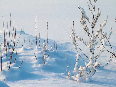 Мороз снег сугроб очень холодно но…» — создано в Шедевруме