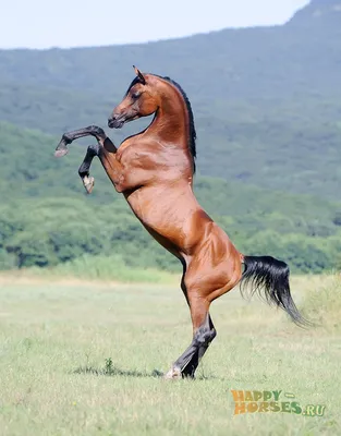 Очень красивые лошадей картинки