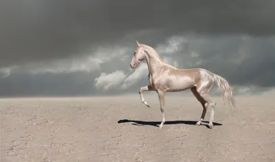 Самые красивые лошади в мире: редкие породы (60 ФОТО) | 