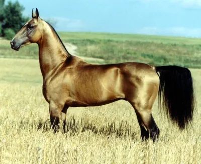 Лошади очень хорошо понимают людей, ревнуют и проверяют»: девушка из Самары  рассказала о жизни с конем в большом городе - 