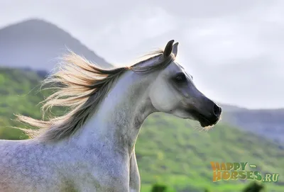 Про100 красивые ЛОШАДИ (группа в Одноклассниках) | White horses, Horses,  Beautiful horses