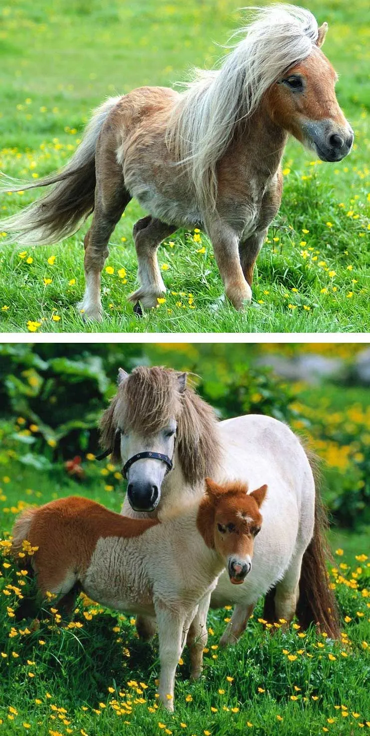 Маленькая лошадка пони. Шетлендский пони рост. Лошадь породы шетлендский пони. Пони шетлендской породы. Литтл Пампкин лошадь.