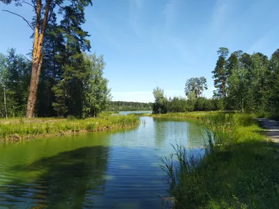 Фотоконкурс "Маленький человек в высоком лесу"