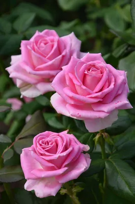 Розы! Розы-спрей! Декоративные и очень красивые розы | Понемногу обо всём в  саду | Дзен