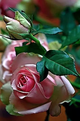 Красивые розы и надпись - очень сильно скучаю и жду