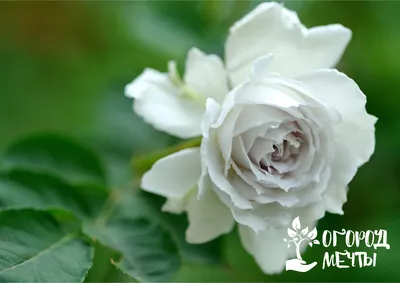 Очень красивые розы картинки - фото и картинки: 69 штук