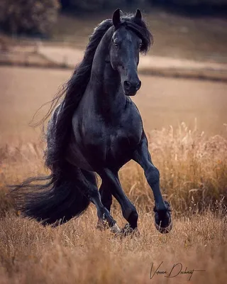 Про100 красивые ЛОШАДИ (группа в Одноклассниках) | White horses, Horses,  Beautiful horses