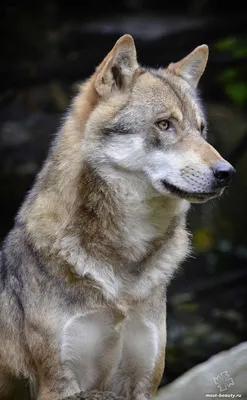 милый волк👍🐺❤️ — профиль пользователя в Шедевруме