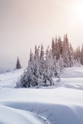 Самый красивый зимний лес в мире | SIBEXPEDITIONS | Научно-приключенческий  туризм