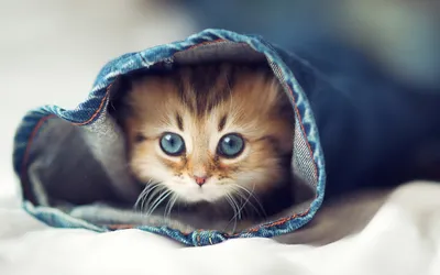 Самые «няшные» котики-милашки | Детеныши животных, Котята, Очаровательные  котята