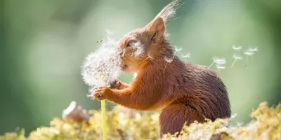 Смешные животные - смешно про животных, смешные фото животных – ФотоКто