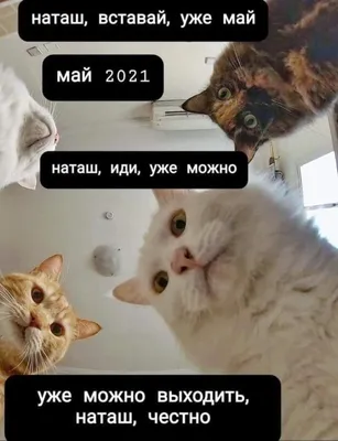 Самые смешные мемы с котами - Рамблер/новости