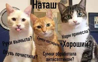 Смешные моменты из жизни котов 1# | Милые детеныши животных, Кошки и  котята, Мемы про котов