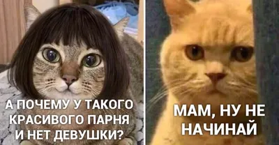 Жестокая обратная сторона мема про милых котиков: как в Москве выбрасывают  кошек - Москвич Mag - 