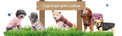 Одежда для собак (+ выкройки), , АСТ-пресс купить книгу 978-5-462-01109-2 –  Лавка Бабуин, Киев, Украина