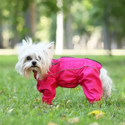 Одежда для животных | Diy dog sweater, Dog pants, Small dog clothes