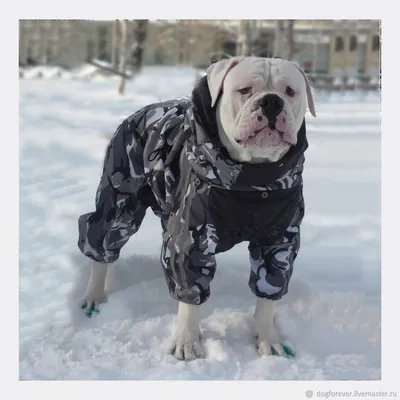 Одежда для собак, теплый Жилет куртка Winter Для французского бульдога,  мопса весна, осень, зима (ID#643351290), цена: 839 ₴, купить на 