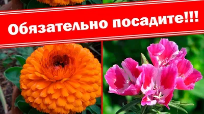 Однолетние цветы. Каталог | ЛПХ Четыре зеленых сезона