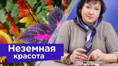 Однолетние цветы в приствольных кругах