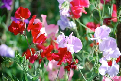 однолетние садовые цветы - YouTube