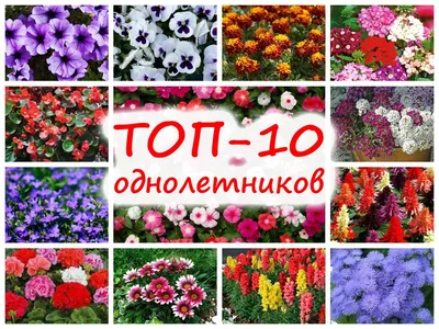 7 популярных однолетних цветов – все о рассаде (сроки, советы, фото) | В  цветнике (Огород.ru)