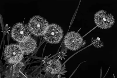 Одуванчик и летающие семена на черном фоне :: Стоковая фотография ::  Pixel-Shot Studio