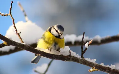 Кормление птиц осенью и зимой. - Aednik24