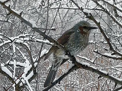 Иллюстрация птицы зимой - 76 фото