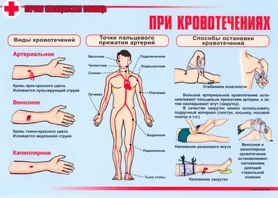 Курс оказания первой помощи для воспитателей и преподавателям детям от 8 до  16 лет