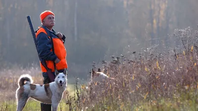 Что лучше для природы, вырубка лесов или незаконная охота? | Жизнь Земли |  Дзен