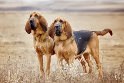 Охотничьи породы собак 🐕 для городских собаководов - Гульдог