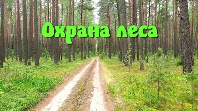 В России принят закон о защитных лесах » Юрист Лига Закон