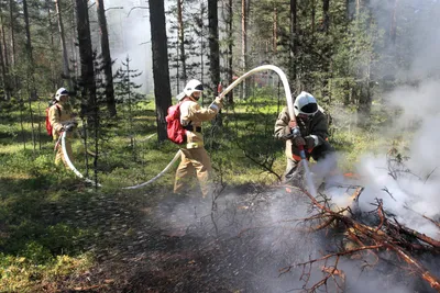 ecowiki - Защита леса от пожаров — наше общее дело! В 95% случаев лес горит  по вине человека, и защита лесов от пожаров — дело каждого из нас. Каждый  активный человек может