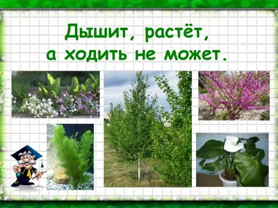 Презентация на тему: "«Охрана растений и животных. Отношение человека к  природе»". Скачать бесплатно и без регистрации.