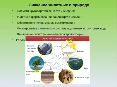 Окружающий мир 3 класс ч.1, тема урока "Охрана животных", с.106-111, Школа  России. - YouTube