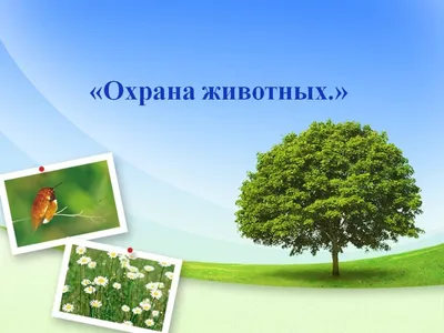 PPT - Охрана животных PowerPoint Presentation, free download - ID:3244763