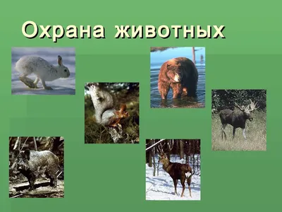 Как производится охрана животного мира - 24 Марта 2016 - Фонд Сапсан -  Курганская область