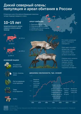 Лесной олень - фото и картинки: 61 штук